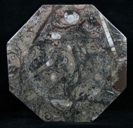 Orthoceras & Goniatite Fossil Plate #11878